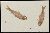 Two Detailed Fossil Fish (Knightia) - Wyoming #116764-1
